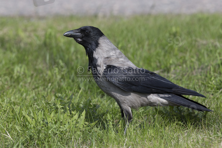 Cornacchia grigia